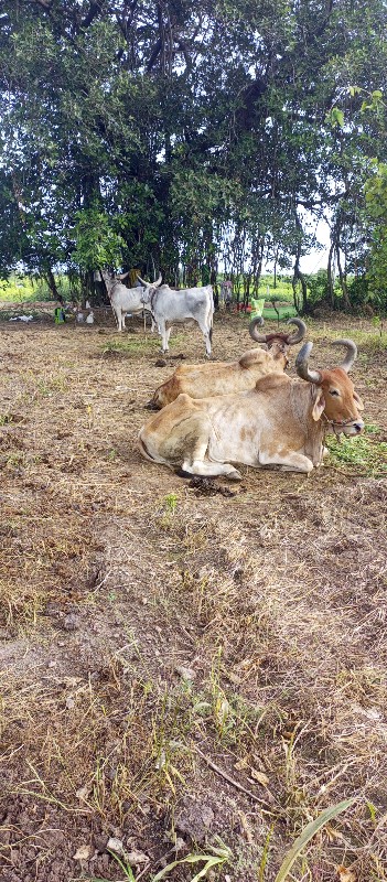 ગોડલા અને બળદ વ...