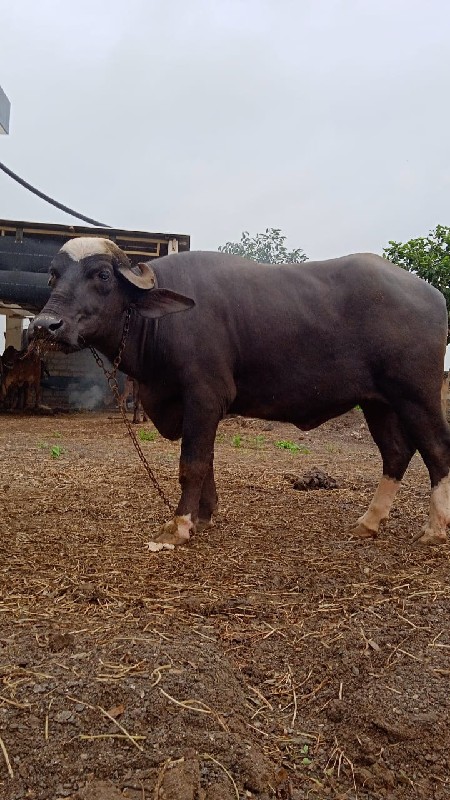 નવસાદરી ખડેલી વ...