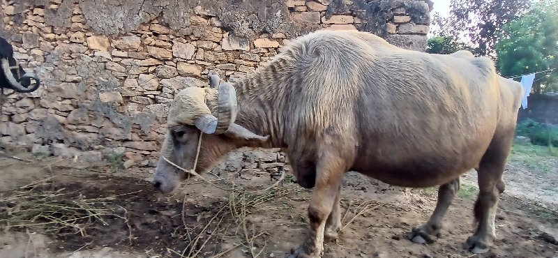 2 ભેંસ વેચવાની...