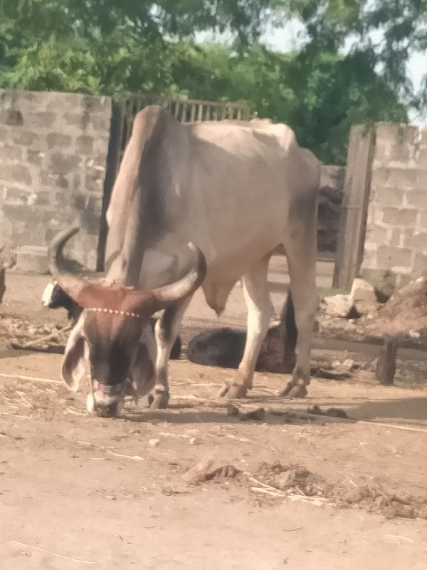 અલ્યા તાલુકો