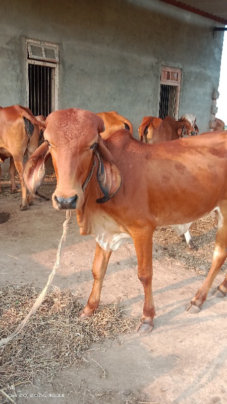 વાછડીઓ વેચવાની...