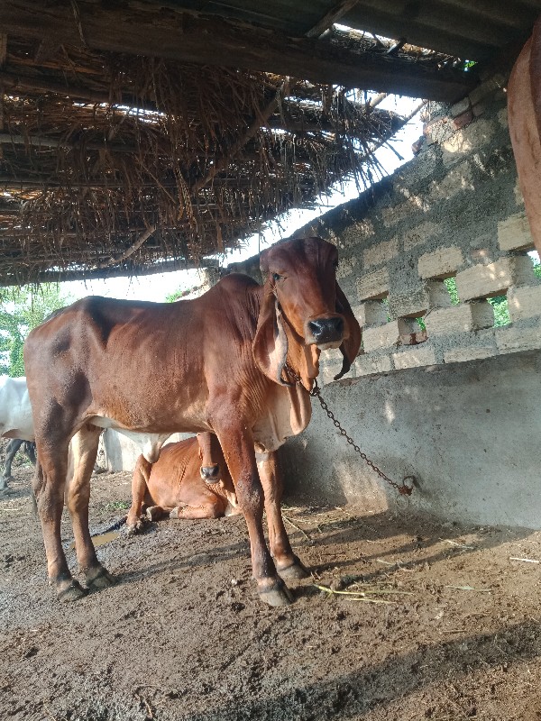 વસેરી હારે સાટા...