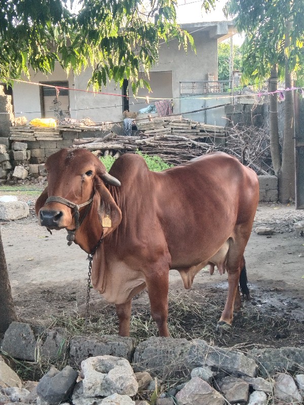 ગીર ગાય વેચવાની...