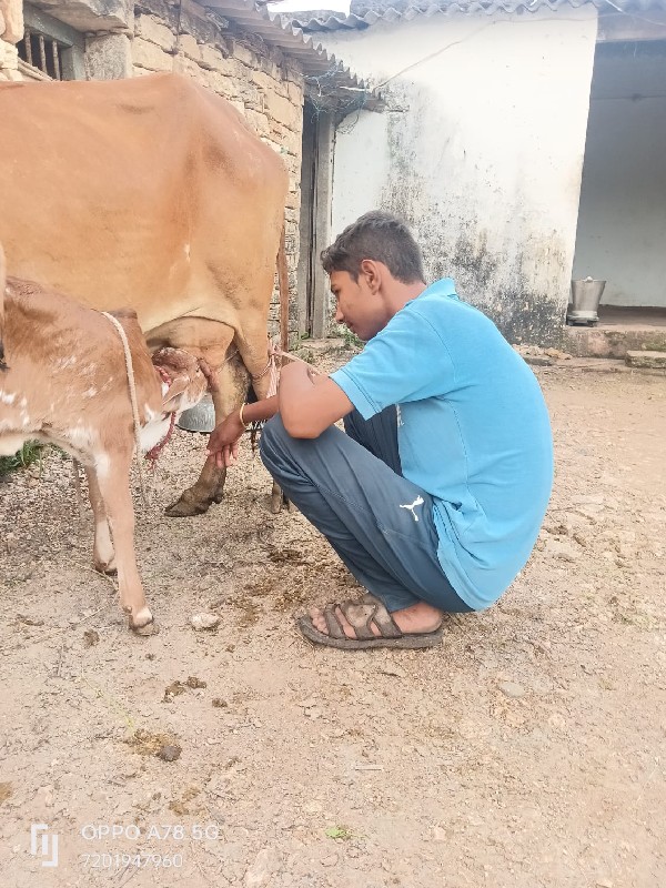 ગાય વેચવાની છે