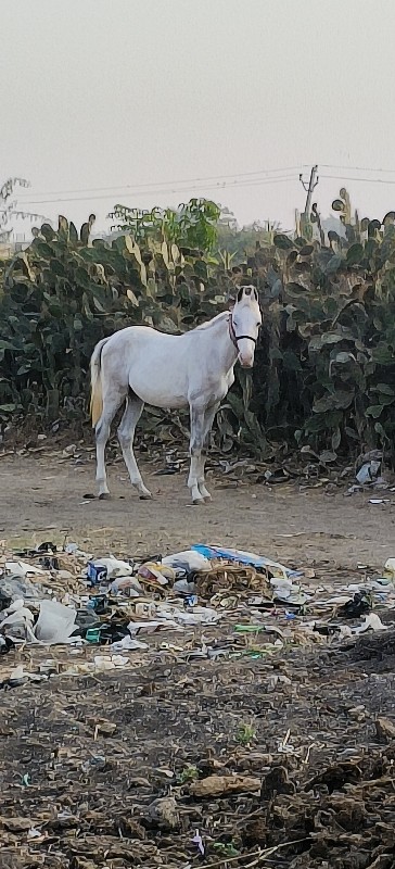 ઘોડી વેચવાની છે