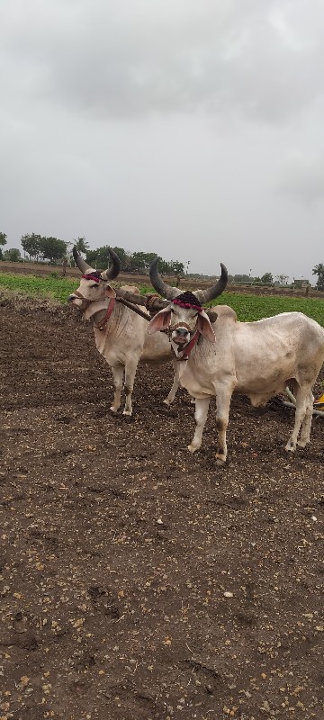 વાંસડા વેચવા ના...