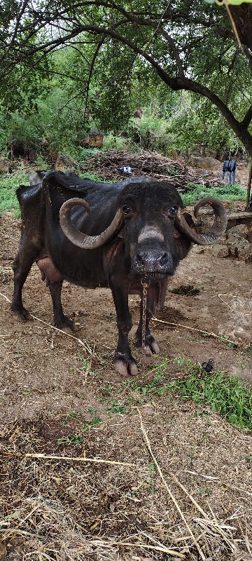 4 દિવસ ની વિયાન...