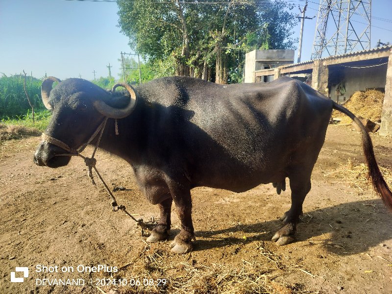 ભેંશ વેચવાની છે