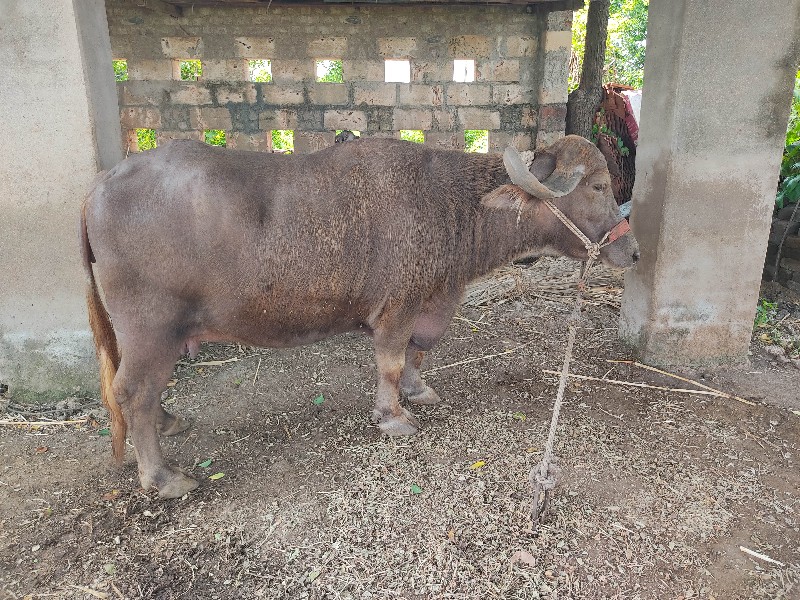 ભુરી ભેંસ વેચવા...