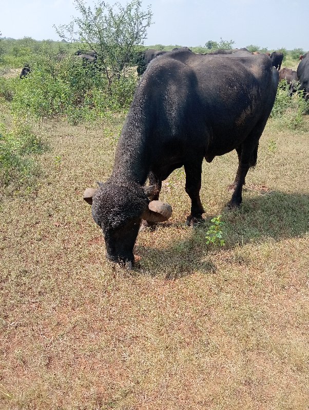 ભેંસ વેચવાની છે