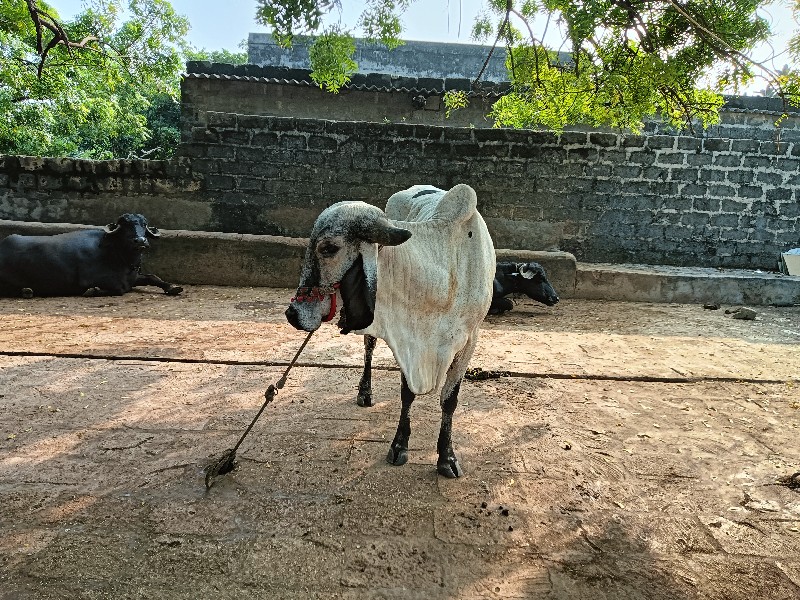 આ ગાય વેચવાની છ...