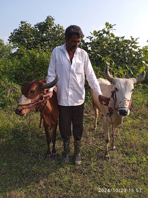 ગોદલા વેચવાનો છ...