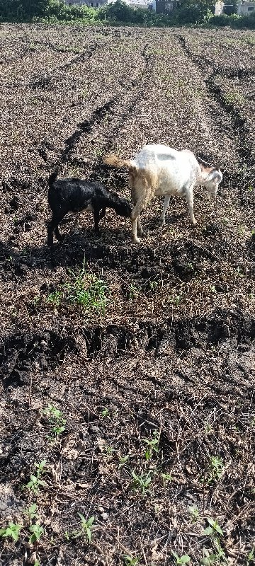 બકરી  બકરો