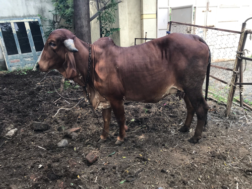 Gir cow sell in...