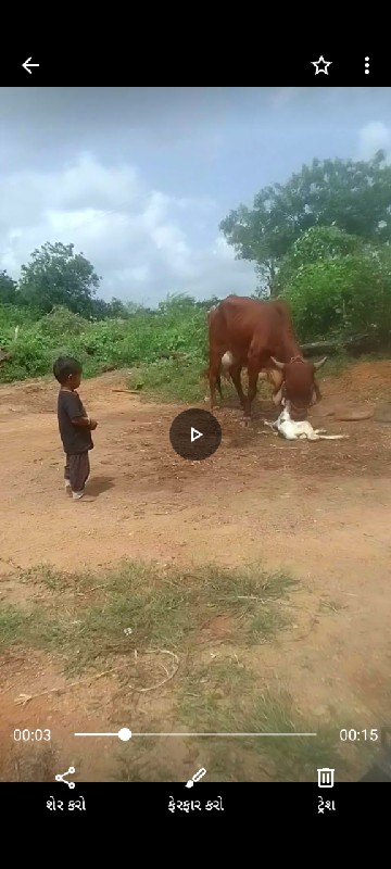 🐄 ગાયા વેચવાની...