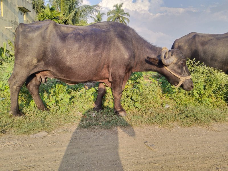 આ ભેંસ વેચવાની...