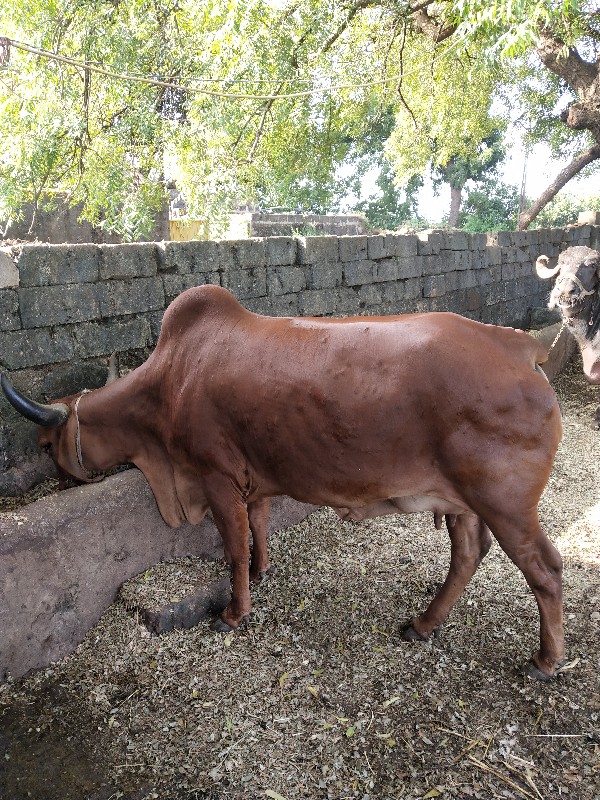 ગાય વેચવાની છે