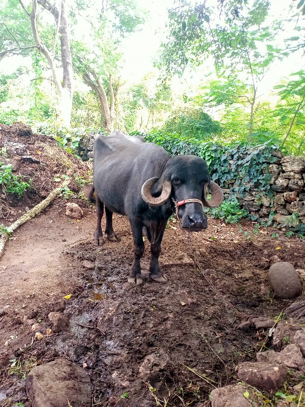 ભેંસ વેચવાની છે...