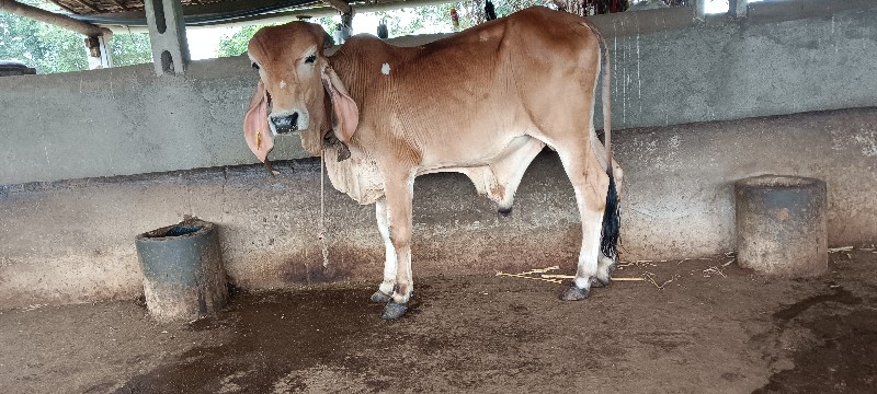 ગીર ખુટ વેચવાનો...