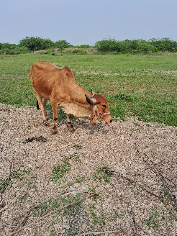 ગાયુ વેસવાની છે