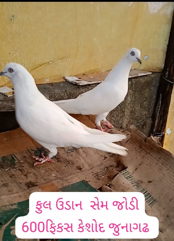 6 કબુતર  વેચવાન...