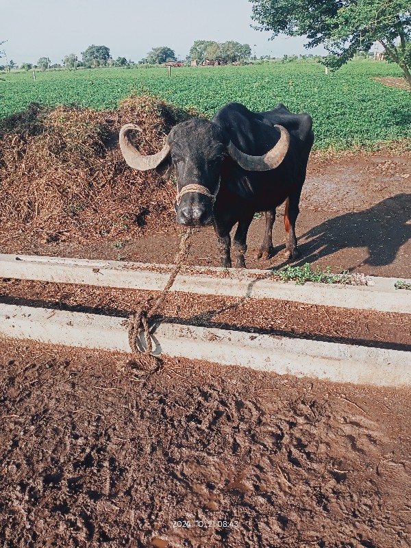 ભેંસ વેચવાની છે