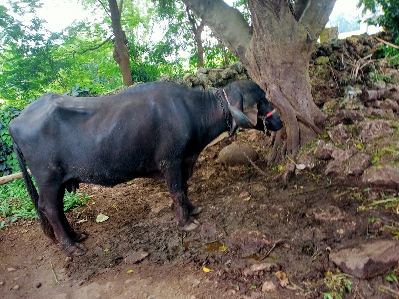 ભેંસ વેચવાની છે...