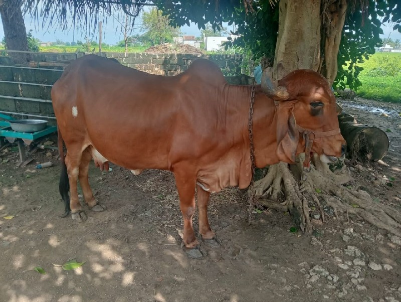 ગાય વેચવાની છે