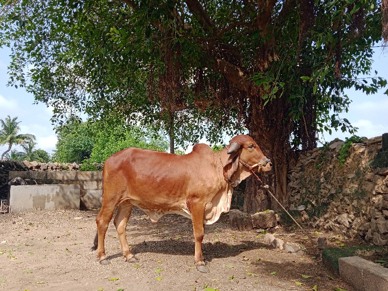 વાછડી વેચવાની છ...