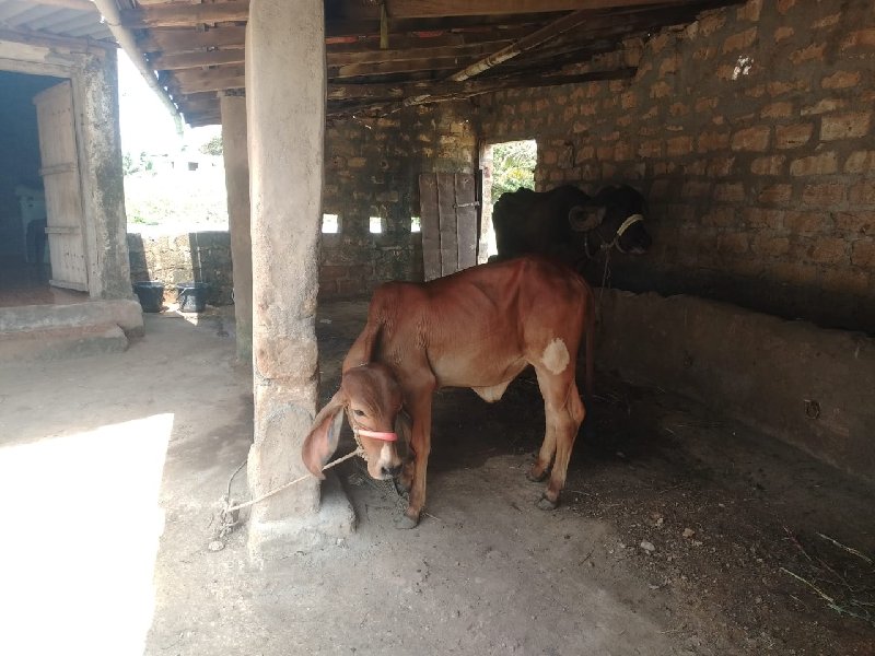 એક વર્ષ ની વાછડ...