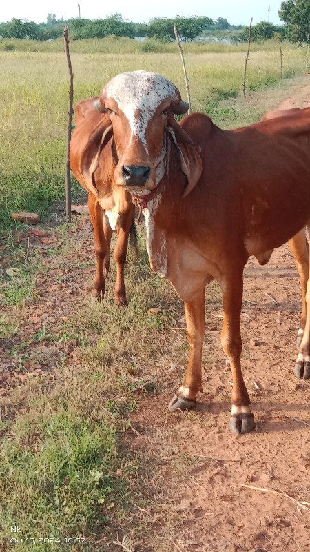 વાછડીઓ વેચવાની...