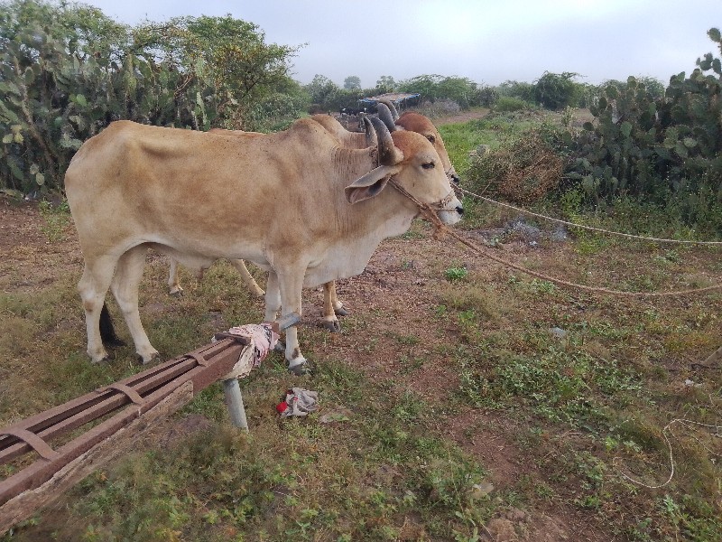 બોડકી ગામ તાલુક...