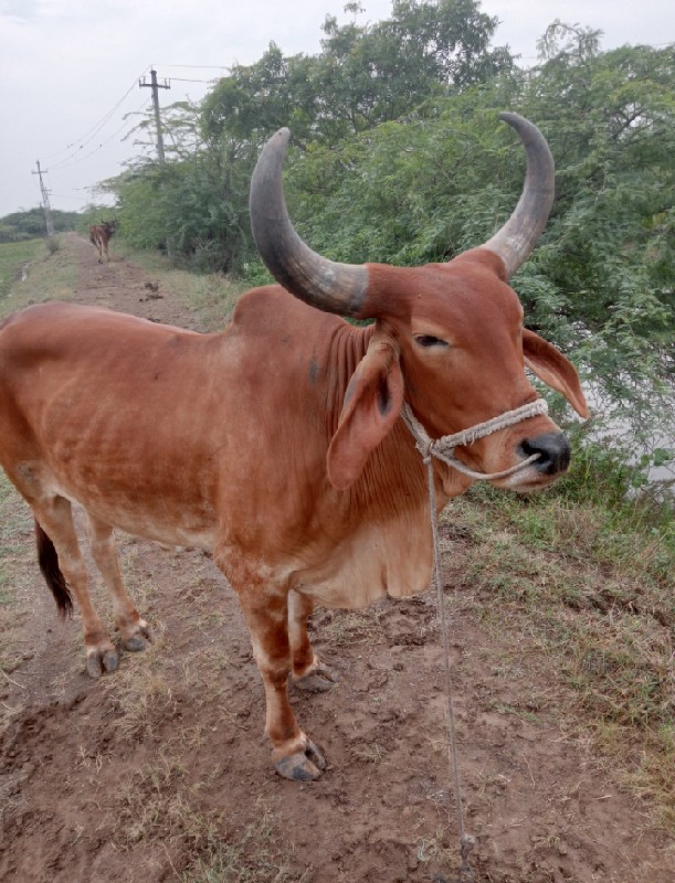 ગોધલો વેચવાનો છ...