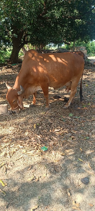 ગાય