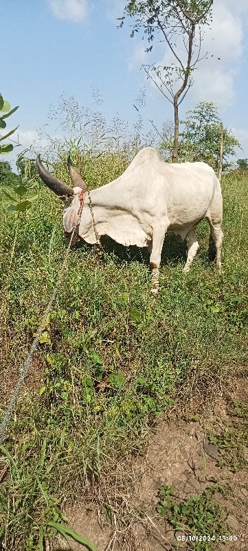 ફુલ જવાબદારી થી...