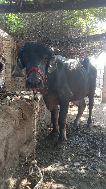 પાડો  વેચવાની છ...