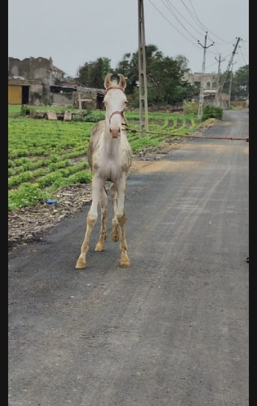 ઘોડી વેચવાની છે