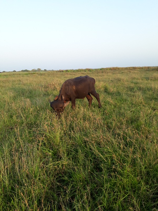 પાડો