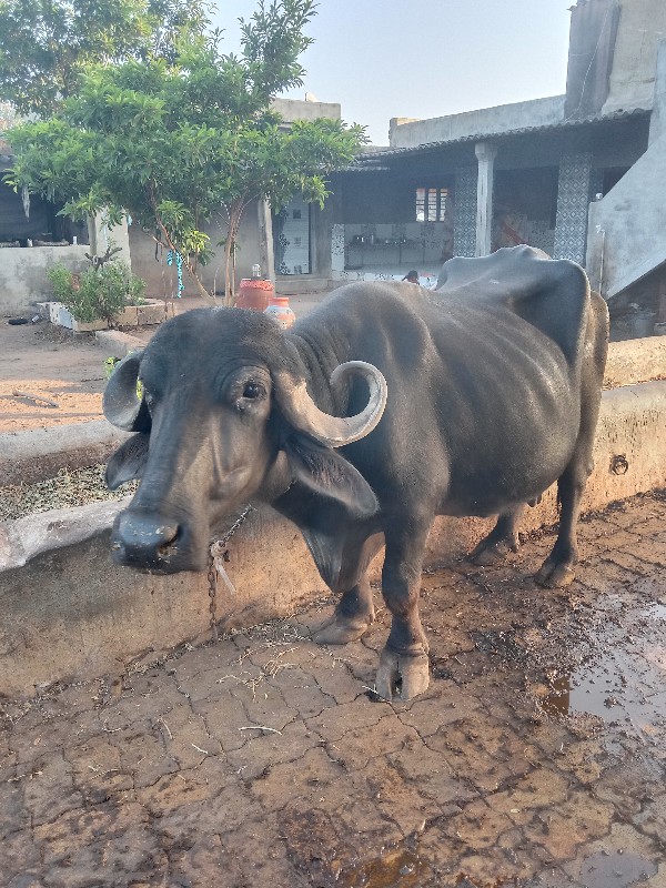 2 જુ વેતર