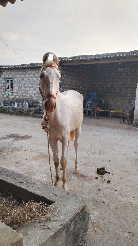 વસેરો ઘોડો દેવા...