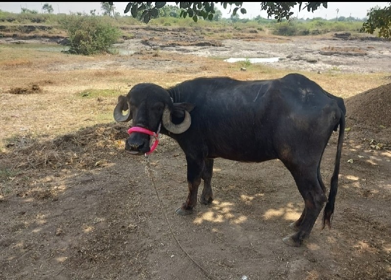 ખડેલુ