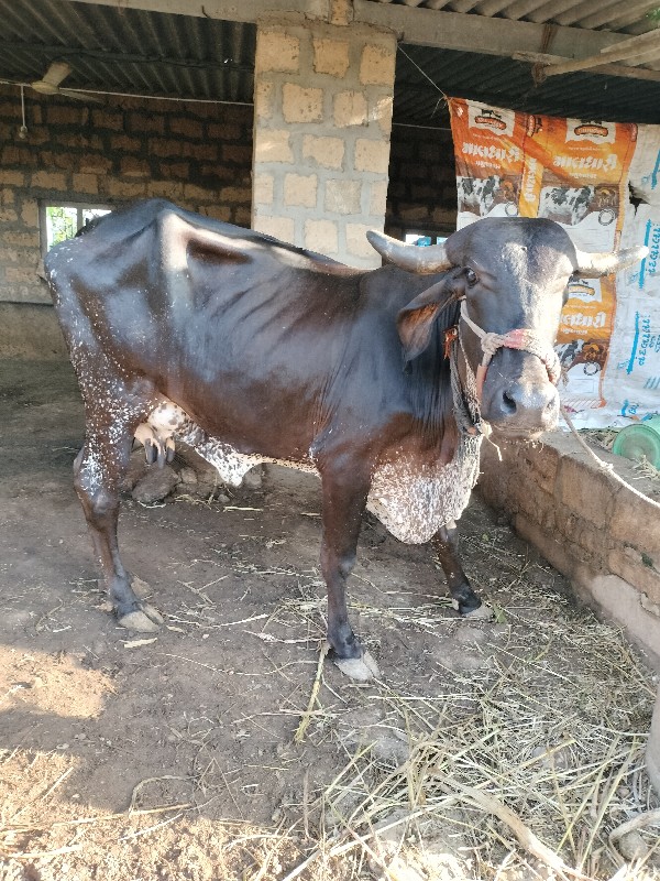 ગાય વેસવાની છે