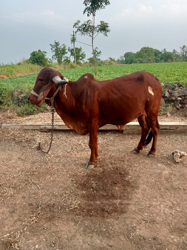 ગાય વેચવાનીછે