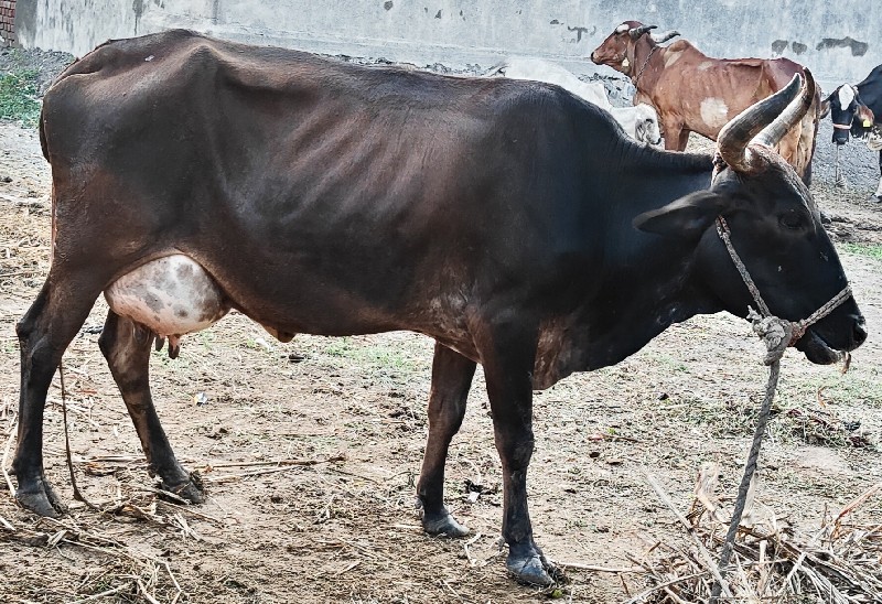 ગાય