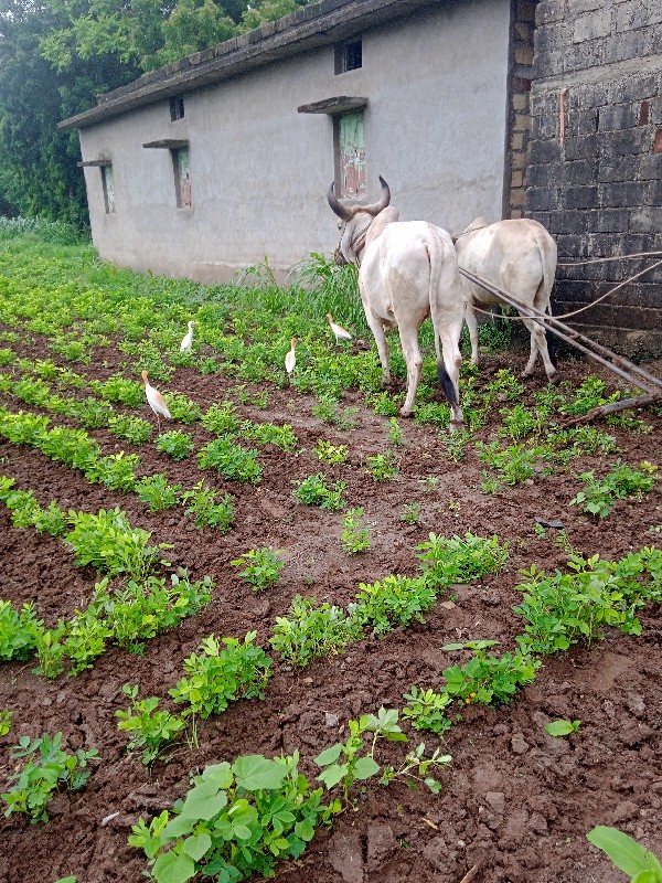 બળદ વેચવાના છે