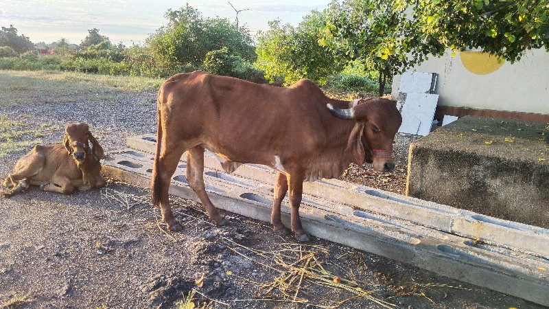 1. ગાય. 1 હોડકી...