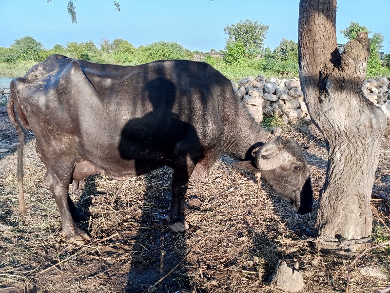 ભેંસ વેચવાની છે...