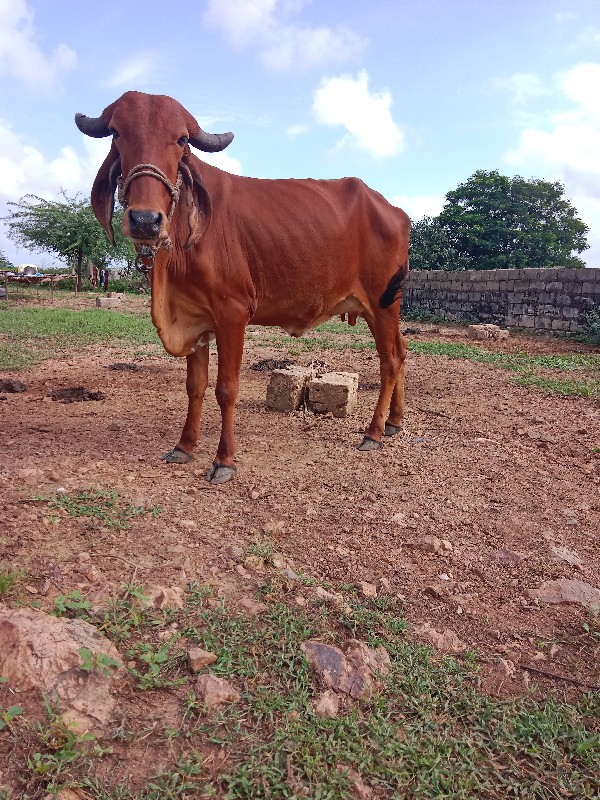 વેસવાની છે