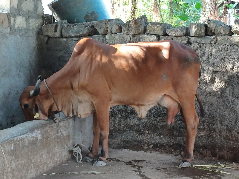 ત્રીજું વેતર