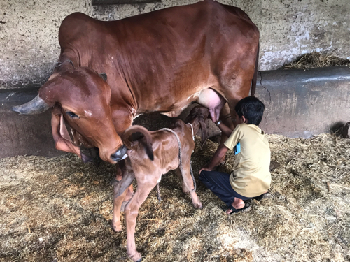 4 ગાય ને 2 વાછર...